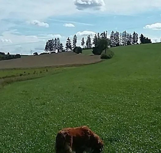 בית אירוח Shepherds *