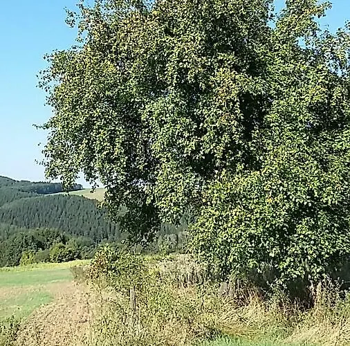 Shepherds בית אירוח